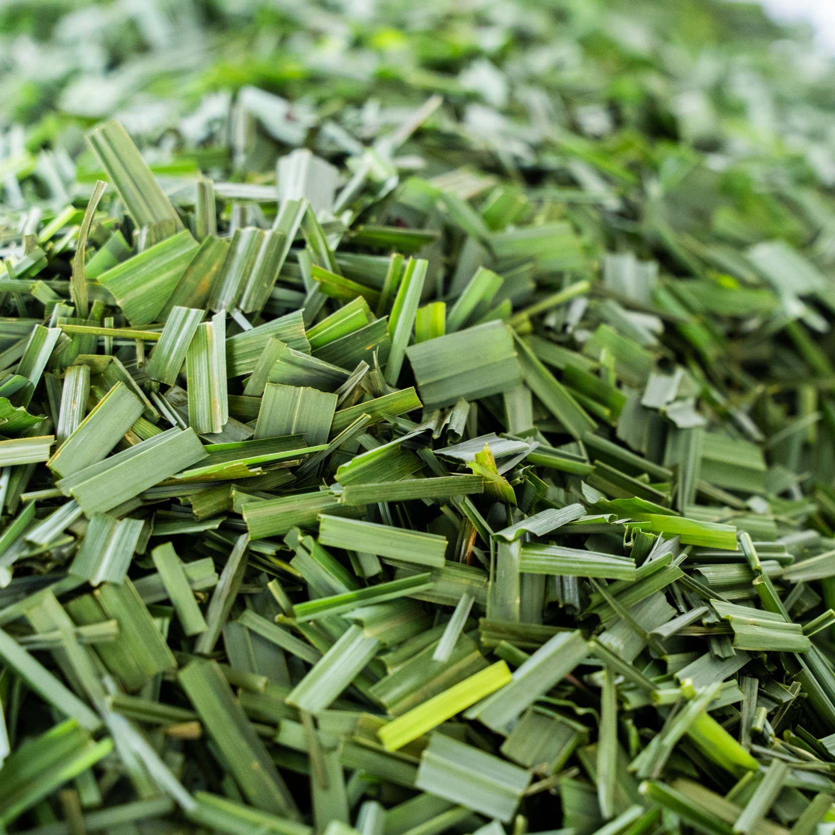 Zitronengras zerkleinert 2 Quadrat