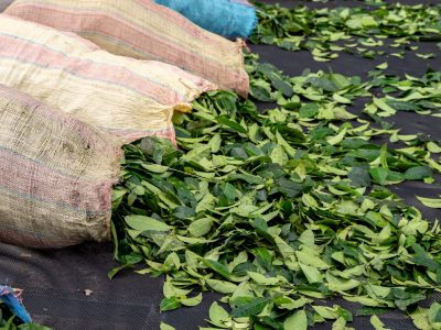 Guayusa Trocknung 5 Quadrat