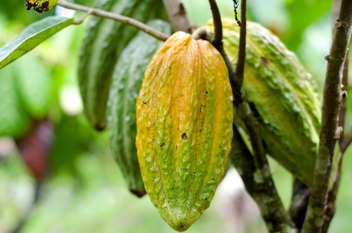 Cacao and community value chain in WINAK territory