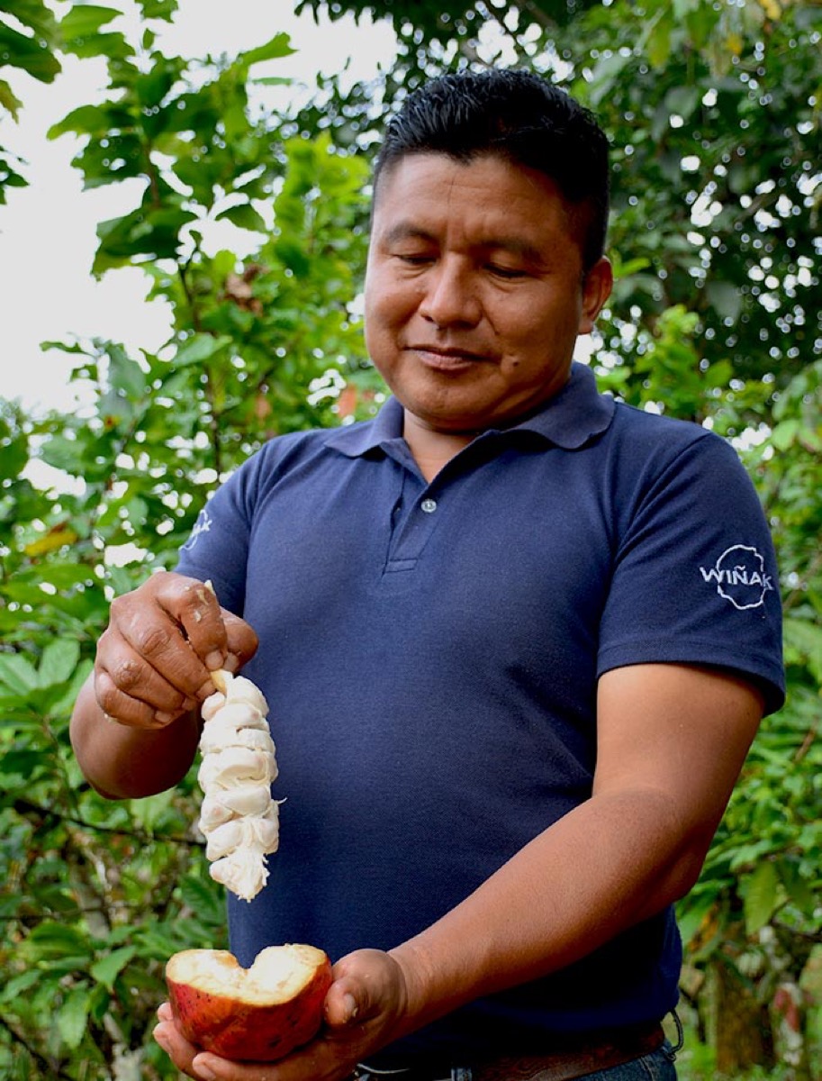 Amazonian Guayusa Tea origin image